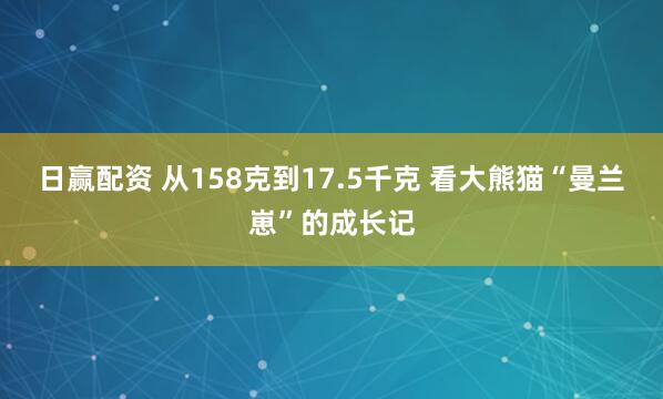 日赢配资 从158克到17.5千克 看大熊猫“曼兰崽”的成长记